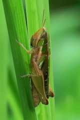 Spathosternum prasiniferum