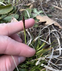 Carex richardsonii