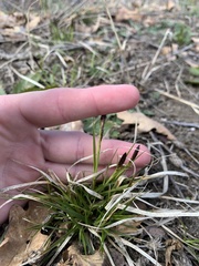 Carex richardsonii