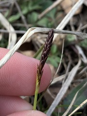 Carex richardsonii