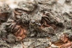 Plagiolepis manczshurica