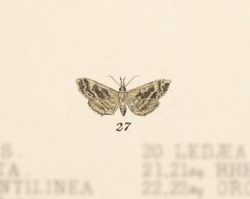 Sorygaza arbela