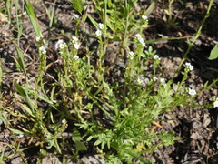 Plagiobothrys stipitatus