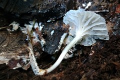 Heliomyces decolorans