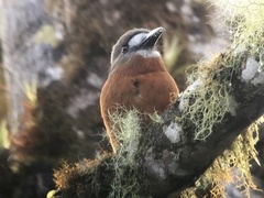 Hapaloptila castanea