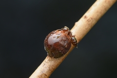 Crematogaster matsumurai