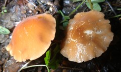 Marasmius cohaerens