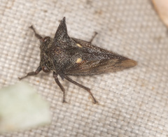 Acanthuchus trispinifer