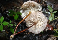 Marasmius cohaerens