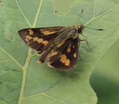 Potanthus trachala
