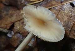 Marasmius nigrodiscus