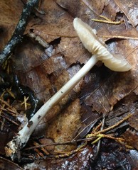 Marasmius nigrodiscus