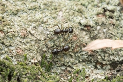 Lasius spathepus