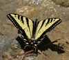 Western Tiger Swallowtail - Photo (c) Tom Benson, some rights reserved (CC BY-NC-ND)