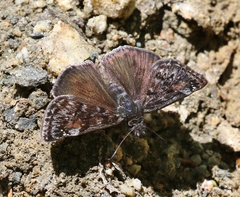 Erynnis pacuvius