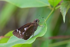 Pelopidas assamensis