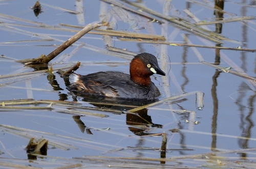Foto de Little Grebe