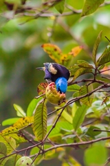 Stilpnia cyanicollis