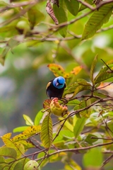 Stilpnia cyanicollis