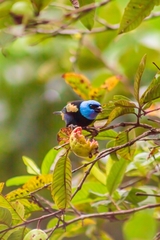 Stilpnia cyanicollis