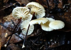 Marasmius delectans