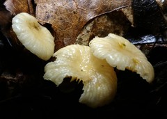 Marasmius delectans