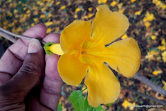 Dolichandra unguis-cati