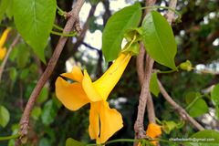 Dolichandra unguis-cati