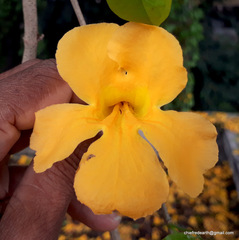 Dolichandra unguis-cati