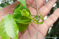 Dolichandra unguis-cati