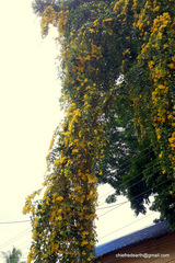 Dolichandra unguis-cati