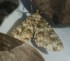Melanolophiini