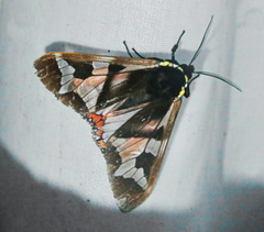 Dysschema panamensis