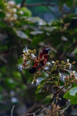 Ramphocelus dimidiatus