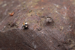 Anthrenus thoracicus