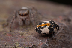 Anthrenus thoracicus