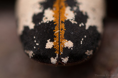 Anthrenus thoracicus