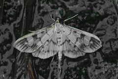 Ategumia