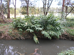 Hedychium gardnerianum