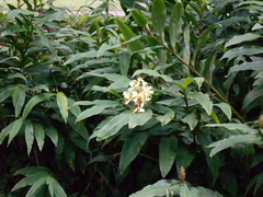Hedychium gardnerianum
