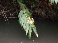 Hedychium gardnerianum