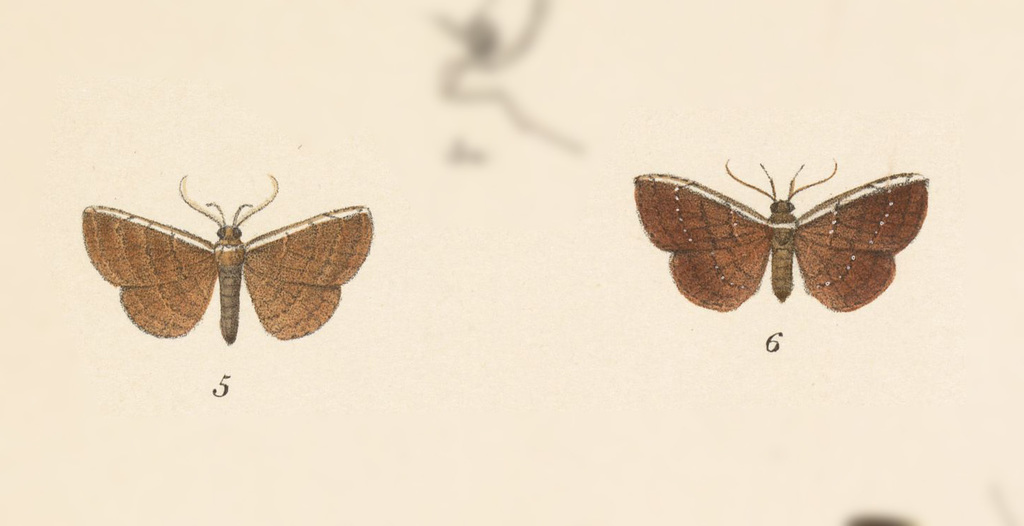 Plynteria marginata