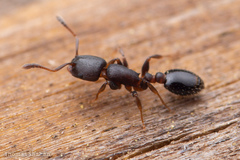 Temnothorax schaumii