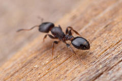 Temnothorax schaumii