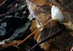 Collybiopsis biformis