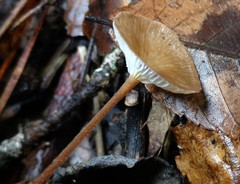 Collybiopsis biformis