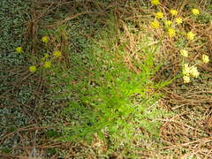 Lomatium brunsfeldianum