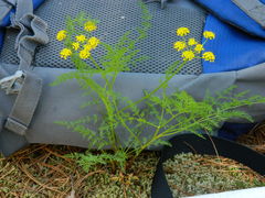Lomatium brunsfeldianum