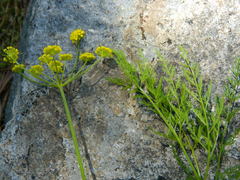 Lomatium brunsfeldianum