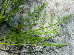 Lomatium brunsfeldianum